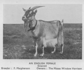 The History of the Breed – Old English Goat Society