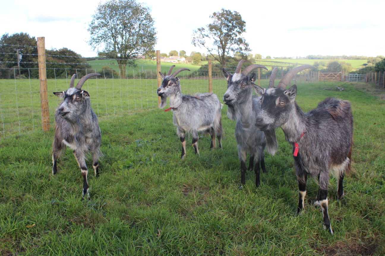 Goatis Old Old English Goats History : What is The Old Irish Goat? – JLHEID